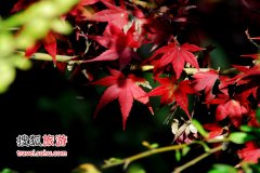 秋季最美丽的颜色等待你去发现
